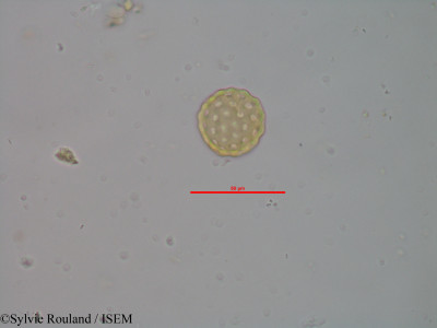 Sylvie.Rouland/Salicornia_pachystachya_1987/Salicornia_pachystachya_1987_0001(copy)_thumb.jpg