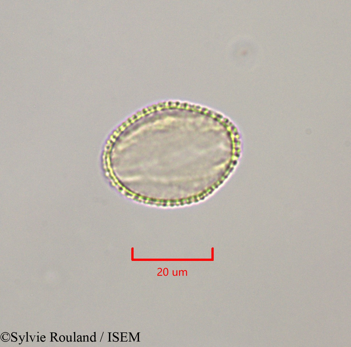 Sylvie.Rouland/Salix_libani_47303/Salix_libani_47303_0001(copy).jpg