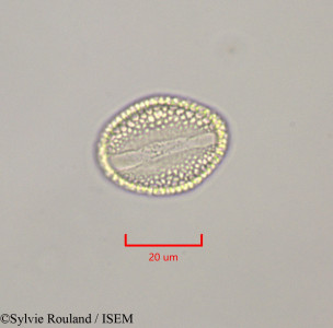 Salix libani - lame n° 47303