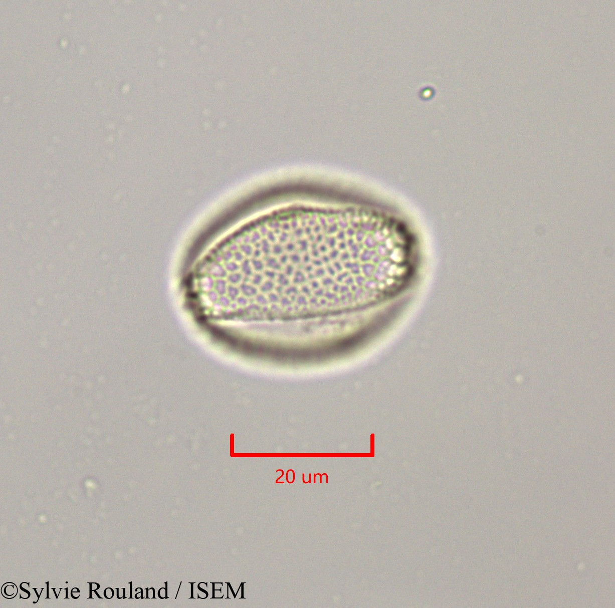 Sylvie.Rouland/Salix_libani_47303/Salix_libani_47303_0003(copy).jpg