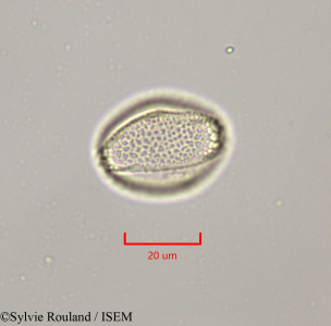 Salix libani - lame n° 47303