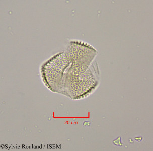 Salix libani - lame n° 47303