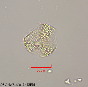 Salix libani - lame n° 47303