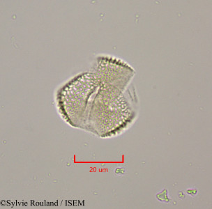 Salix libani - lame n° 47303