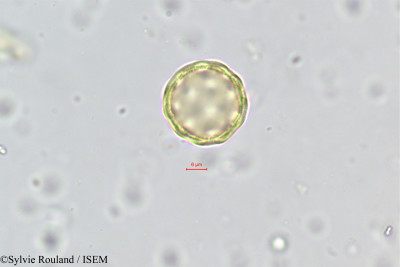 Sylvie.Rouland/Salsola_foetida_385/Salsola_foetida_385_0001(copy)_thumb.jpg