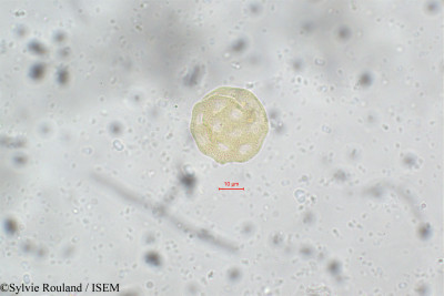 Sylvie.Rouland/Salsola_soda_61/Salsola_soda_61_0001(copy)_thumb.jpg