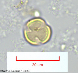 Salvadora angustifolia - lame n° 1326