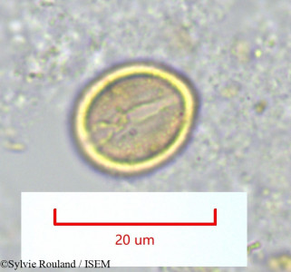 Salvadora angustifolia - lame n° 1326