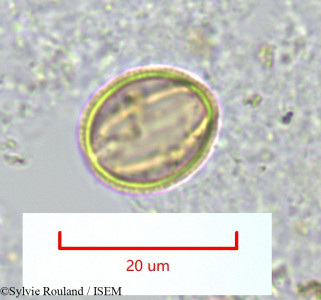 Salvadora angustifolia - lame n° 1326