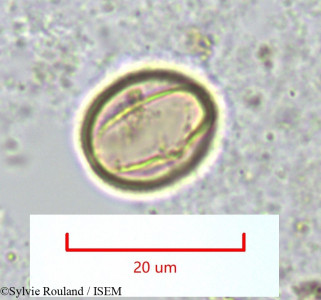 Salvadora angustifolia - lame n° 1326