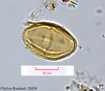 Sylvie.Rouland/Sanicula_europaea_1585/Sanicula_europaea_1585_0001(copy)_thumb.jpg