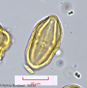 Sylvie.Rouland/Sanicula_europaea_1592/Sanicula_europaea_1592_0001(copy)_thumb.jpg
