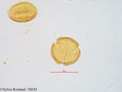 Sylvie.Rouland/Sapium_sebiferum_4904/Sapium_sebiferum_4904_0001(copy)_thumb.jpg