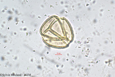 Saraca indica - lame n° 5551