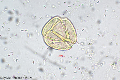 Saraca indica - lame n° 5551