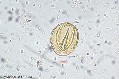Saraca indica - lame n° 5551