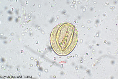 Saraca indica - lame n° 5551