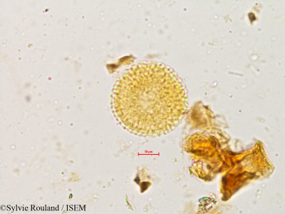 Sylvie.Rouland/Sarcandra_irvingbaileyi_4954/Sarcandra_irvingbaileyi_4954_0001(copy)_thumb.jpg
