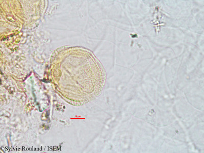 Sarcobotrya strigosa - lame n° 2795