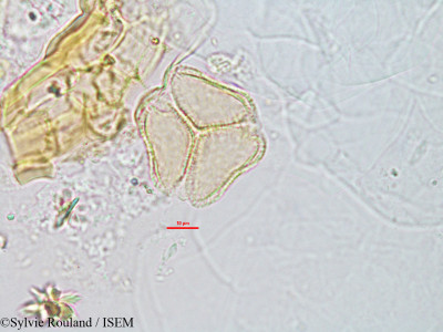 Sarcobotrya strigosa - lame n° 2795