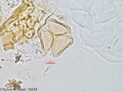 Sarcobotrya strigosa - lame n° 2795