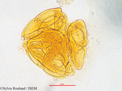 Sylvie.Rouland/Sarcolaena_multiflora_3245/Sarcolaena_multiflora_3245_0001(copy)_thumb.jpg