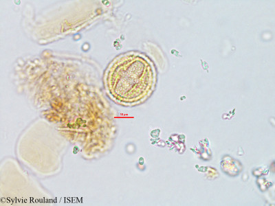 Savia laureola - lame n° 1895