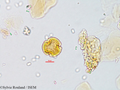 Savia laureola - lame n° 1895
