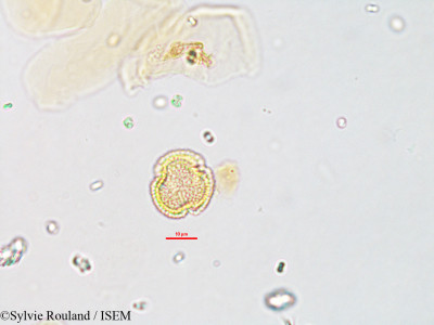 Savia laureola - lame n° 1895