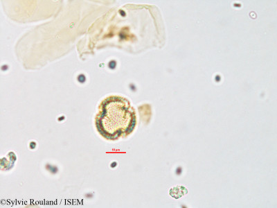 Savia laureola - lame n° 1895