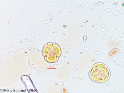Savia laureola - lame n° 1895
