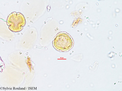 Savia laureola - lame n° 1895