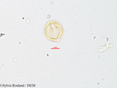 Sylvie.Rouland/Savia_platyrachis_1892/Savia_platyrachis_1892_0001(copy)_thumb.jpg