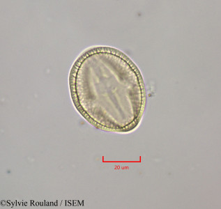 Sylvie.Rouland/Scaevola_beckii_47241/Scaevola_beckii_47241_0001(copy)_thumb.jpg