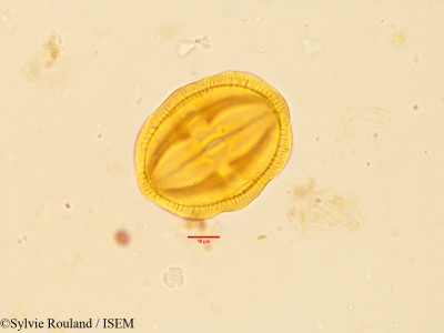 Sylvie.Rouland/Scaevola_plumieri_3913/Scaevola_plumieri_3913_0001(copy)_thumb.jpg