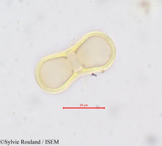 Sylvie.Rouland/Scandix_australis_641/Scandix_australis_641_0001(copy)_thumb.jpg
