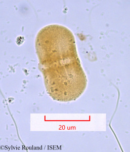 Sylvie.Rouland/Scandix_pecten-veneris_982/Scandix_pecten-veneris_982_0001(copy)_thumb.jpg
