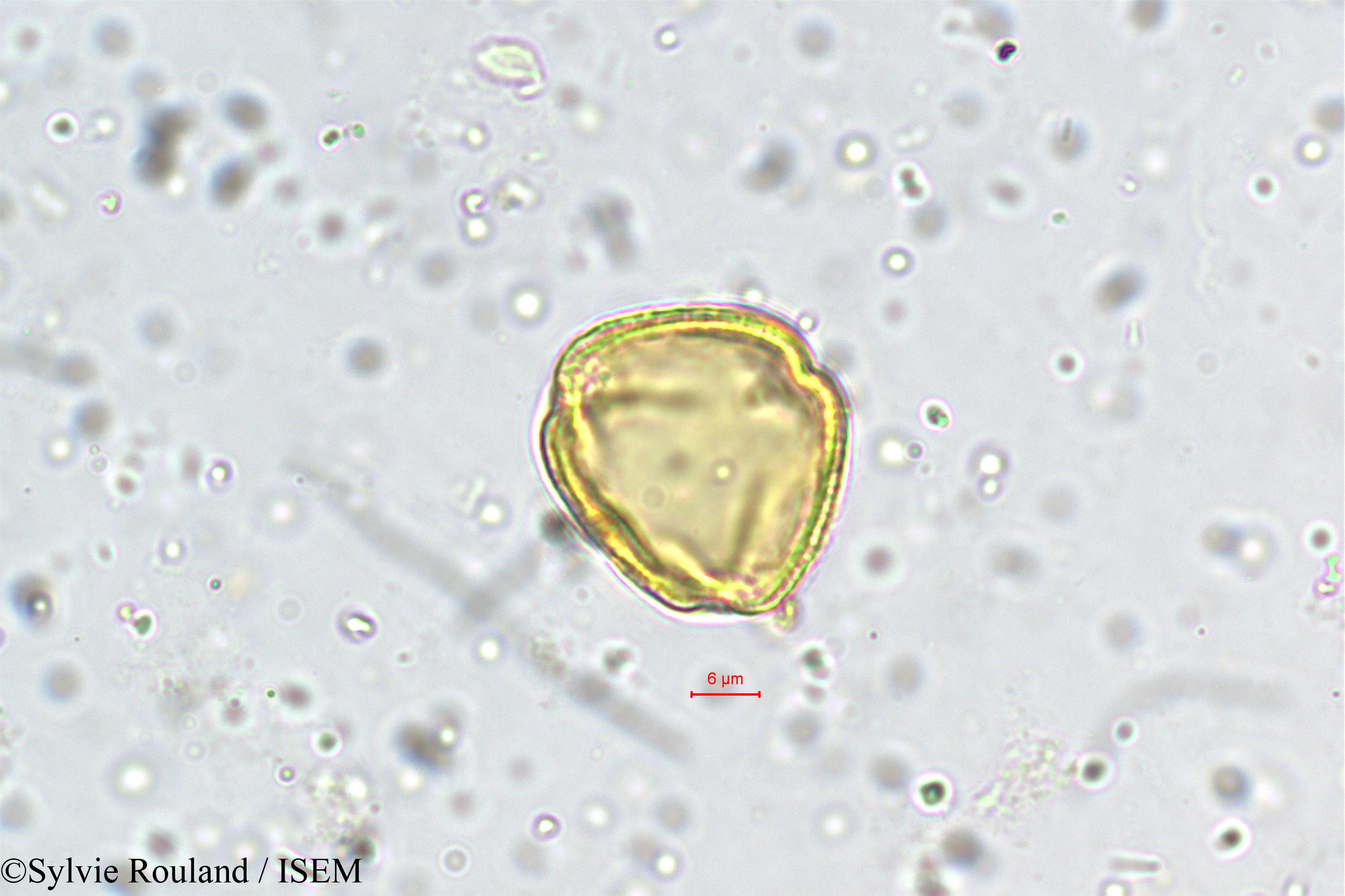 Sylvie.Rouland/Schefflera_micrantha_5463/Schefflera_micrantha_5463_0001(copy).jpg
