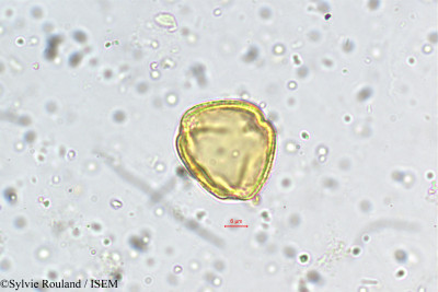 Sylvie.Rouland/Schefflera_micrantha_5463/Schefflera_micrantha_5463_0001(copy)_thumb.jpg