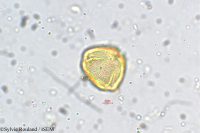 Schefflera micrantha - lame n° 5463