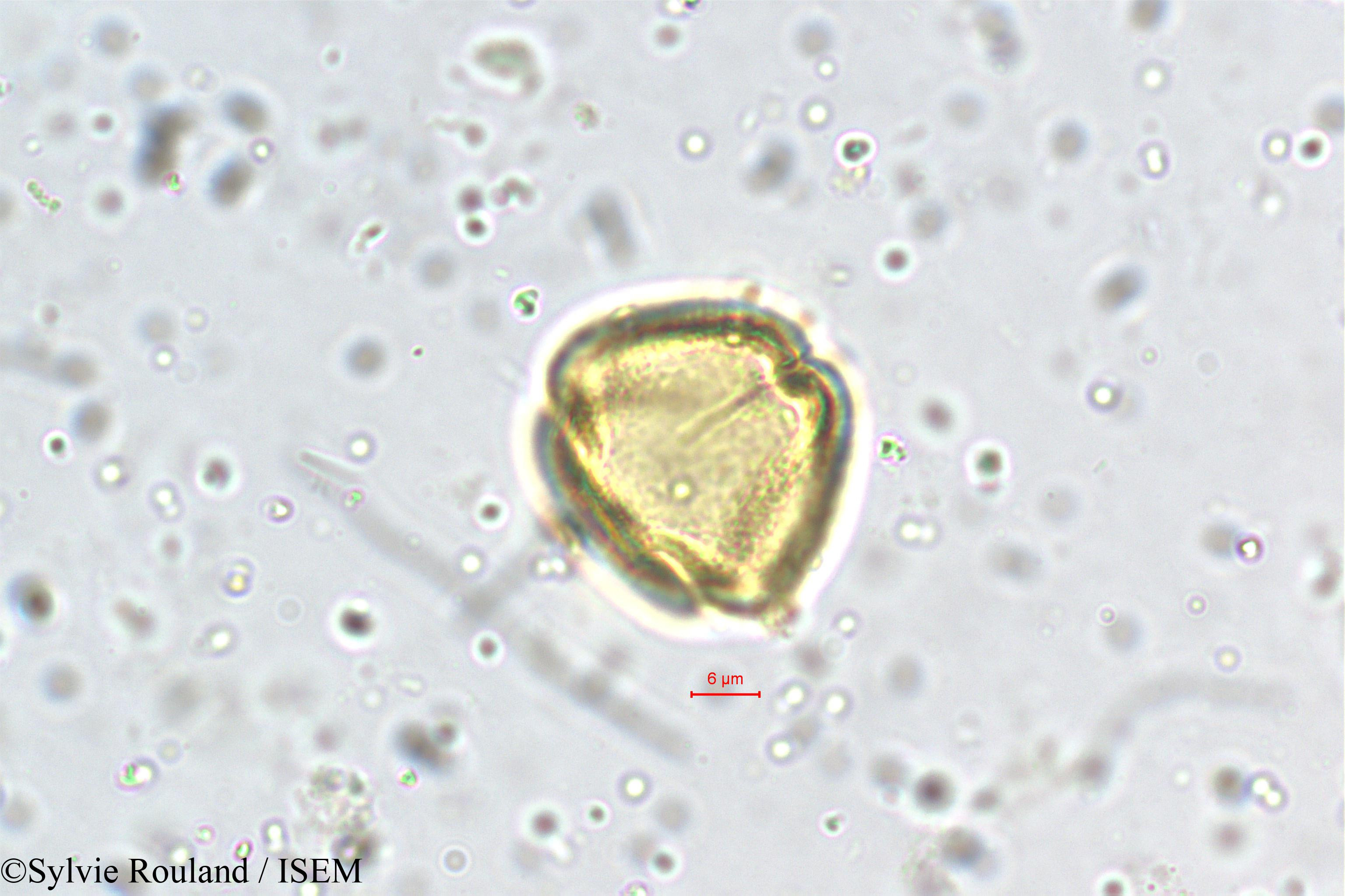 Sylvie.Rouland/Schefflera_micrantha_5463/Schefflera_micrantha_5463_0003(copy).jpg