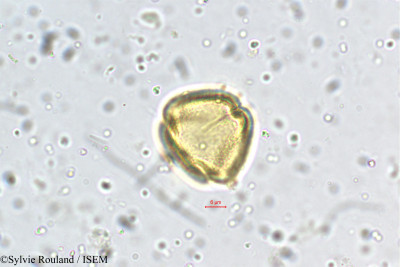 Schefflera micrantha - lame n° 5463
