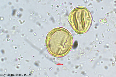 Schefflera micrantha - lame n° 5463