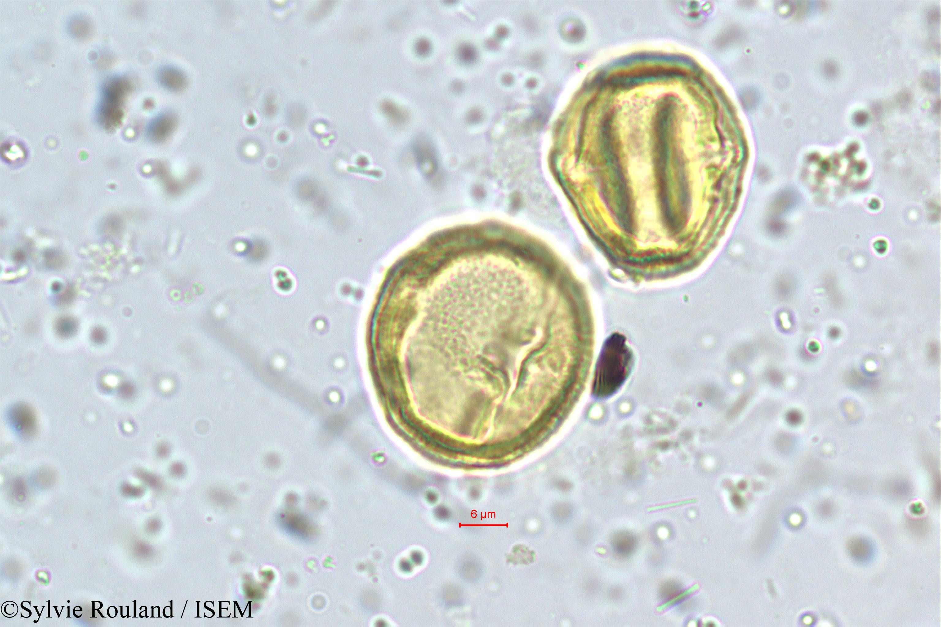 Sylvie.Rouland/Schefflera_micrantha_5463/Schefflera_micrantha_5463_0005(copy).jpg