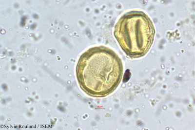 Schefflera micrantha - lame n° 5463