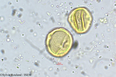 Schefflera micrantha - lame n° 5463