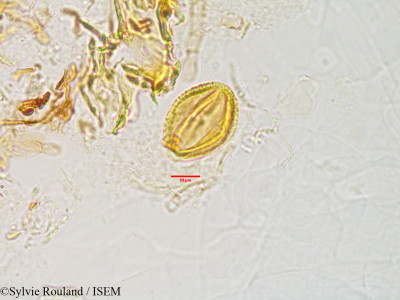 Sylvie.Rouland/Schefflera_myriantha_3010/Schefflera_myriantha_3010_0001(copy)_thumb.jpg