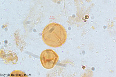 Sylvie.Rouland/Schefflera_stellata_5141/Schefflera_stellata_5141_0001(copy)_thumb.jpg