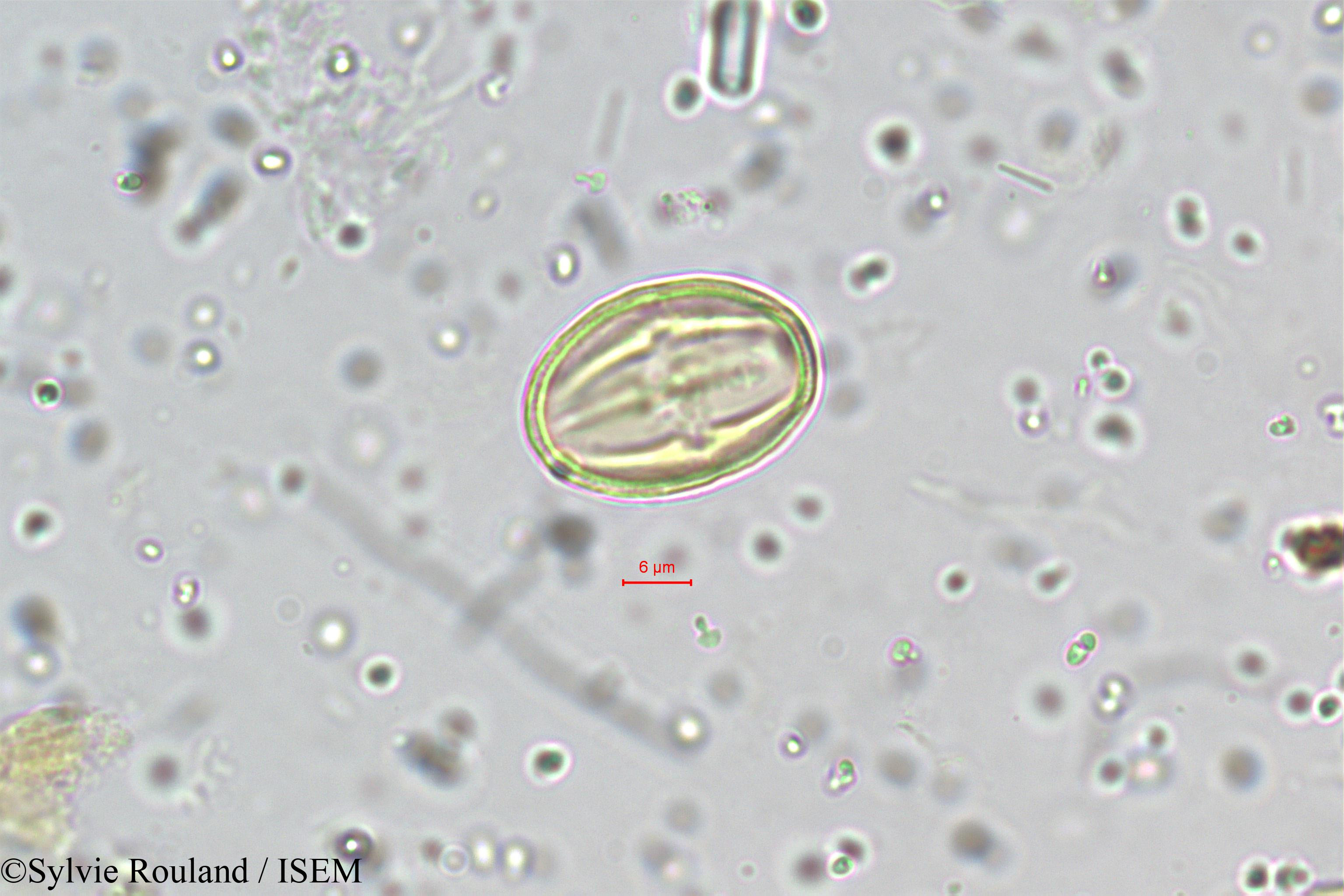 Sylvie.Rouland/Schefflera_venulosa_5473/Schefflera_venulosa_5473_0001(copy).jpg