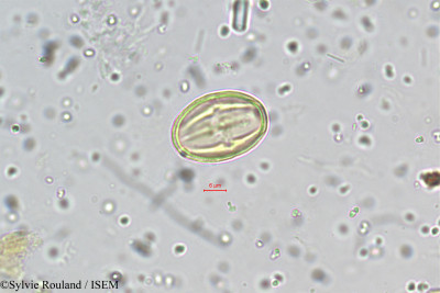 Sylvie.Rouland/Schefflera_venulosa_5473/Schefflera_venulosa_5473_0001(copy)_thumb.jpg